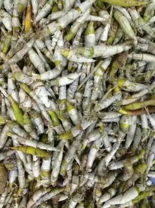 黄草石斛的功效与作用及食用方法,黄草石