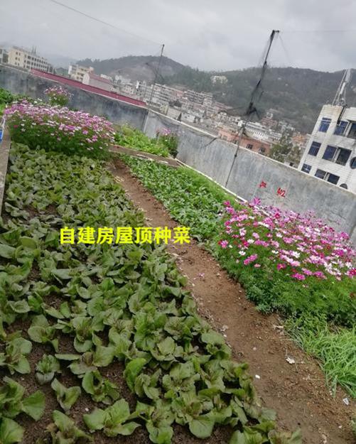 自建房屋顶种菜种花没人管,这5点不到位,隔热没做成房子都会毁