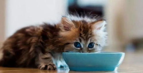 猫咪断奶后如何喂养