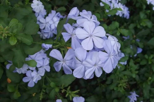 在家养盆蓝雪花,蓝色花朵特好看,掌握4点,开花不断