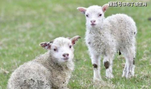 79年属羊在兔年的运势,属羊逐年生人福禄解