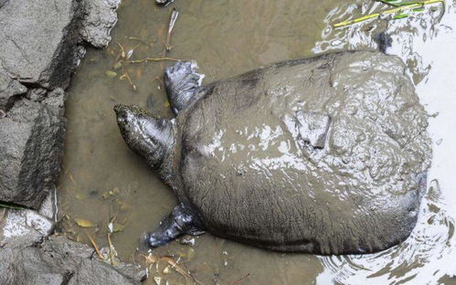在越南的一个湖泊里,发现了世界上最稀少的淡水甲鱼,有170多斤重