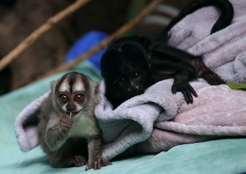 极危物种黑丛尾猴 棉顶狨猴幼崽首次与游客见面