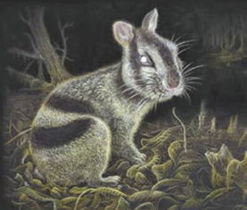 云南昭通发现600万年前条纹兔化石