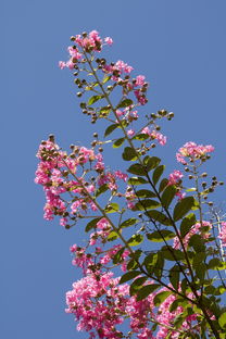 花草图片自然风景竖屏（花草图片 风景图片 手机壁纸）