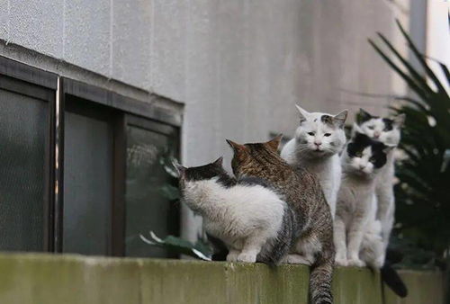 日本小哥抓拍街头流浪猫火了,还出了摄影集 猫咪在他的镜头下竟做出这种事