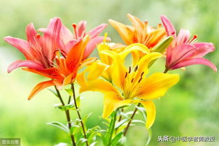 卷丹百合种植到开花,卷丹百合种植