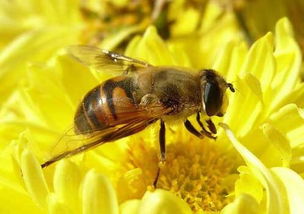 马蜂有什么生活习性 马蜂与蜜蜂有什么区别
