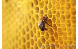 深圳进口澳洲蜂蜜提货需提供的提单 