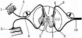 如图为反射弧模式图 1 写出图中的序号所致的结构的名称 1 2 3 4 5 ㈠ ㈡ 2 若该反射弧为缩手反射的反射弧.神经冲动的传导途径为 用序号表示 ,该反射的神经中枢在 