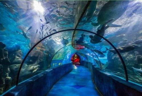 广州海洋馆攻略,广州海洋馆：探秘蓝色星球的奇幻之旅