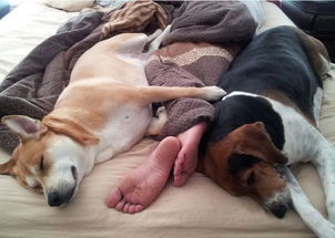 你知道狗狗这8种睡姿代表着什么 睡姿不同,爱也不同 