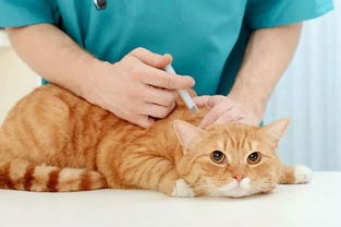 猫咪常见传染病和疫苗类型 