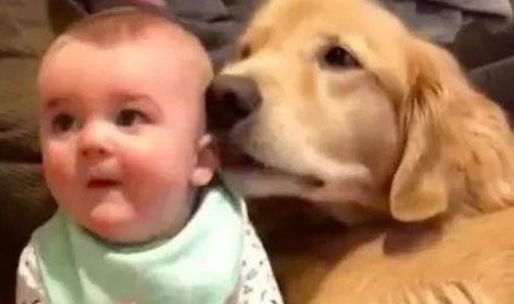 宝宝和狗子一起看电视,半晌房里却传来宝宝哭声,推门一看笑晕了