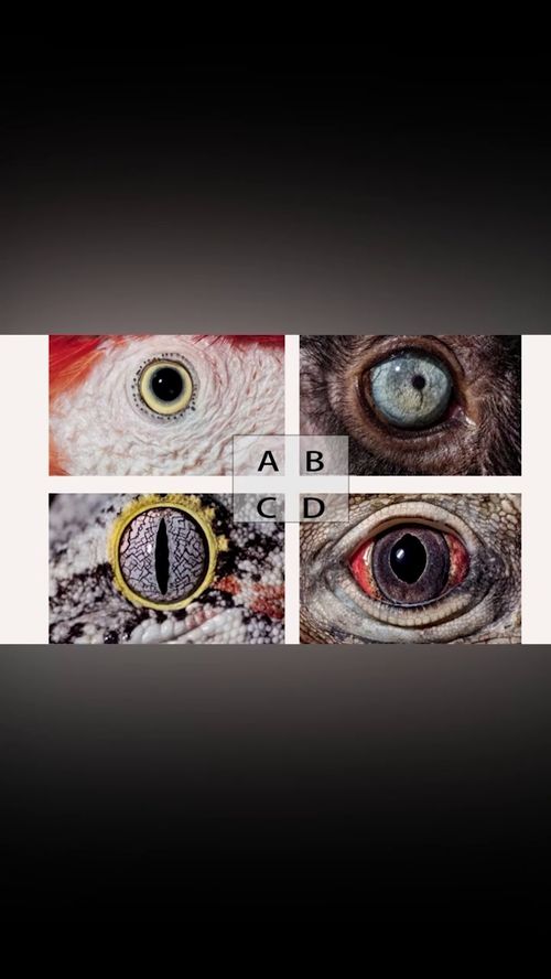 心理测试下面4只动物眼睛选一只,看一看你的守护神兽是什么 