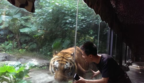 男子隔着玻璃亲老虎,老虎的反应太搞笑了,简直看一次笑一次