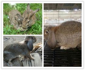 青岛比利时兔市场价格,比利时兔多少钱一只山东敬鸿种兔养殖基地