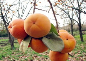 秋天有哪些水果成熟 吃什么水果好
