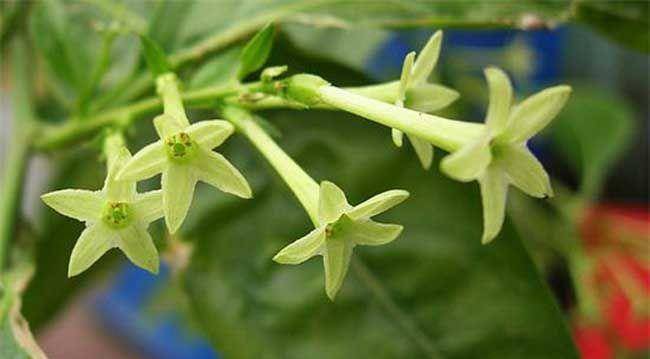 夜来香花有毒吗可以放卧室吗,家养夜来香需要注意以下问题