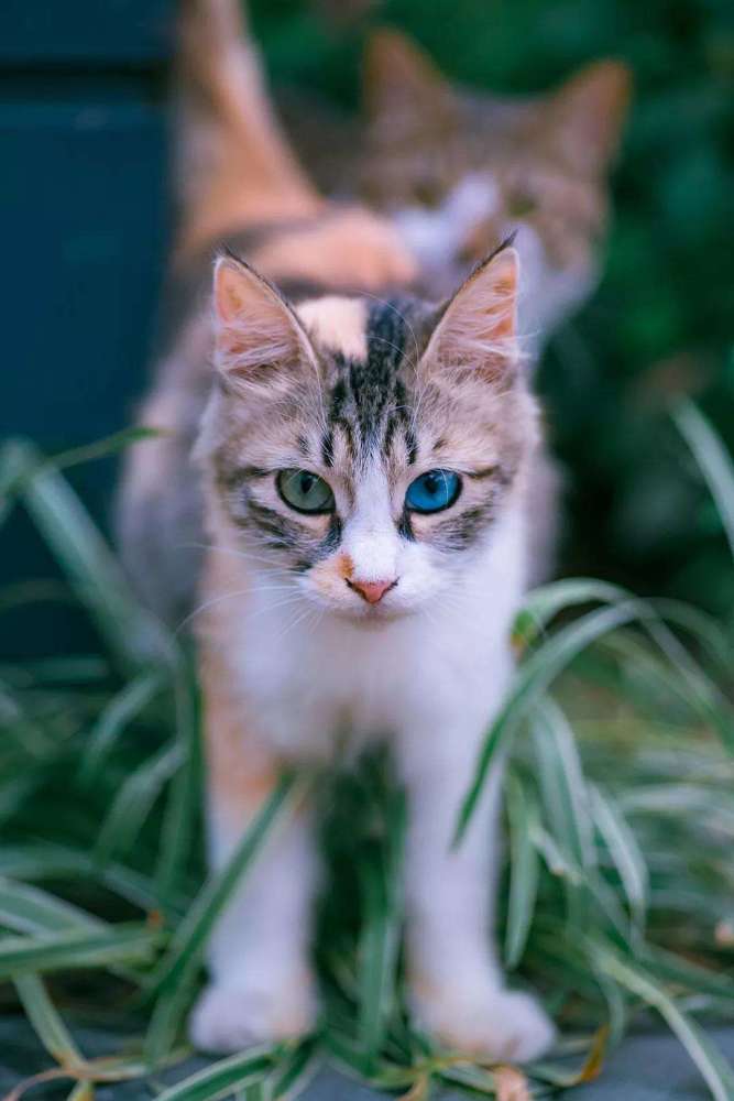 三花猫都是母猫吗 三花猫为什么招财