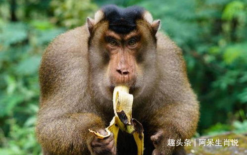 你家有属猴的生肖吗 特别是68年 领头猴 ,53岁后会起大运吗