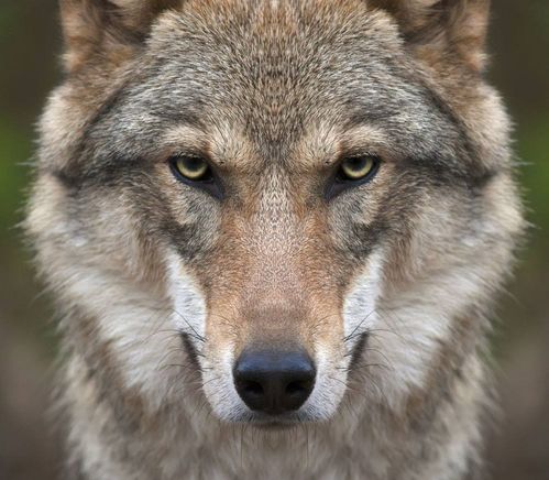 为什么狼的天敌是人 吃肉的动物,比吃草的动物眼睛更好看