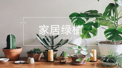 家里好养的绿植有哪些,家里绿植养什么好