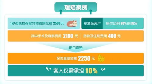 我的狸花猫也很贵,身价超10万