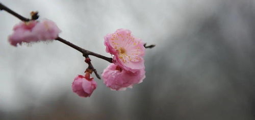 上海市民诗歌节︱我来读诗︱在春天回望