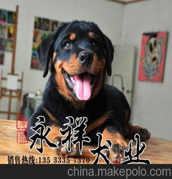 广州永祥犬舍CKU认证专业繁殖罗威纳幼犬广州罗威纳几钱