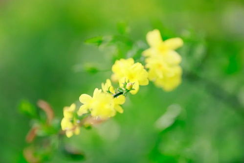 春雨后的小花儿 小草儿,以及其他