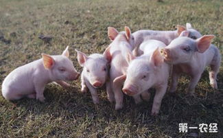 养猪最基本的知识 猪的生活习性以及行为特点介绍