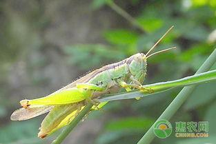 蝗虫怎么防治 蝗虫农业防治 生物防治要点讲解