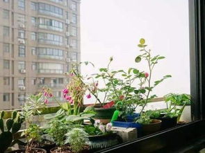 封闭式阳台怎么养花,封闭阳台养花，记住小技巧，隔着玻璃，养成“小花园”