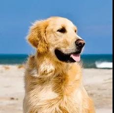 免费训练狗狗教程,免费狗狗训练教程:让你的爱犬成为好伙伴