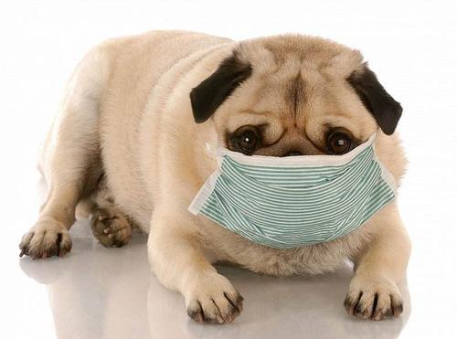 狗感冒了不治疗会自愈吗