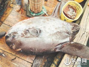 渔民捕到150公斤怪鱼 没尾巴常常翻跟斗 图 