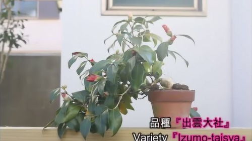 茶花树盆景如何制作造型优美 日本园艺大师全过程展示制作过程 