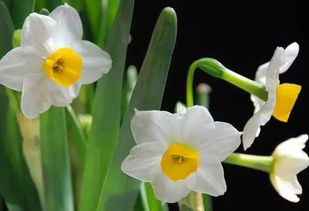 水仙花能栽在土里吗,水仙花的种植