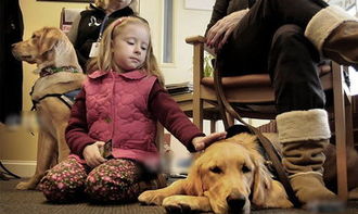 美慈善机构提供 安慰犬 助居民度过悲伤期