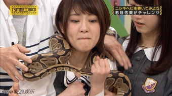 组图 日本女星上节目被恶搞 遭蛇缠脖吓Cry 
