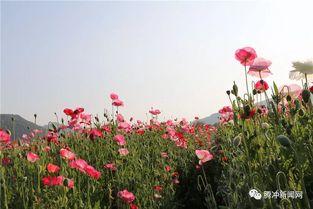 虞美人花几月份开花,虞美人花的开