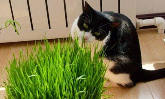 猫草怎么种植方法,猫的草叫什么草