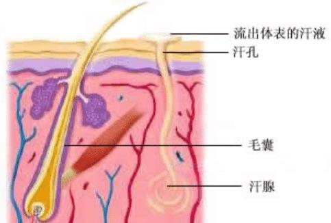 细数私处毛发对人体的巨大作用(人体各处毛发作用)