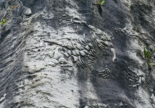贵州有一块 奇特 的岩石,岩石中裸露出古生物化石,引游客围观