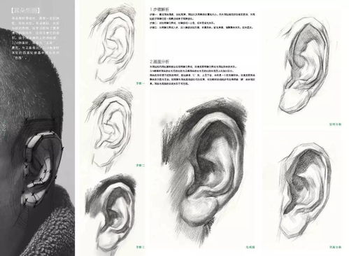 耳朵的构造