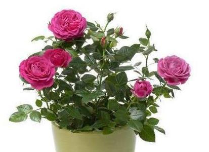 玫瑰花种植方法简单的,如何种植玫瑰花，4种方法