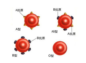 ABO血型系统是什么 血型是按照什么来划分的