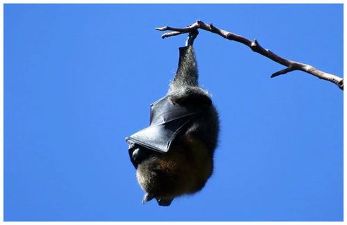 蝙蝠为什么喜欢倒挂着睡觉，脑袋不会充血吗