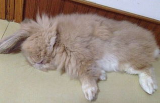 兔子睡觉是什么样子的 